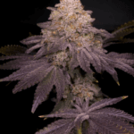 Archive Seeds Zikigai cannabis plant image 3
