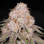 Archive Seeds Zwoosh cannabis plant image 1