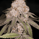 Archive Seeds Zwoosh cannabis plant image 2