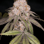 Archive Seeds Zwoosh cannabis plant image 3