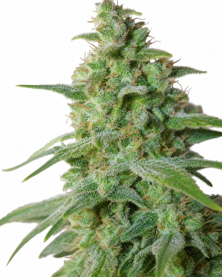 Auto AK by Seed City Bulk Cannabis Seeds plant image