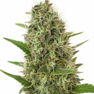 Auto AK x Auto Somango by Seed City Bulk Cannabis Seeds plant image