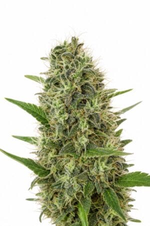 Auto AK x Auto Somango
