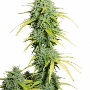 Auto Amnesia by Seed City Bulk Cannabis Seeds plant image