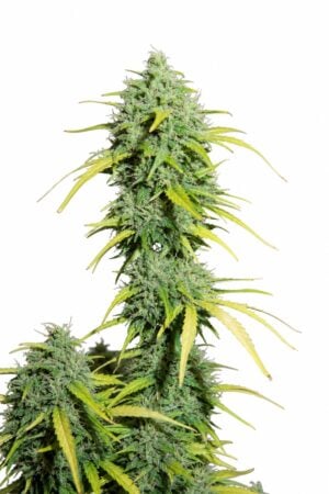 Auto Amnesia