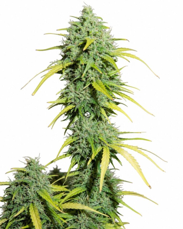 Auto Amnesia by Seed City Bulk Cannabis Seeds plant image