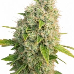 Auto Black Domina x Afghani by Seed City Bulk Cannabis Seeds plant image