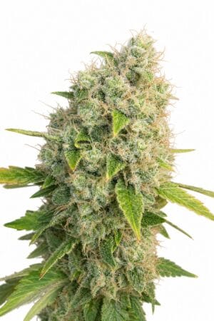 Auto Black Domina x Afghani