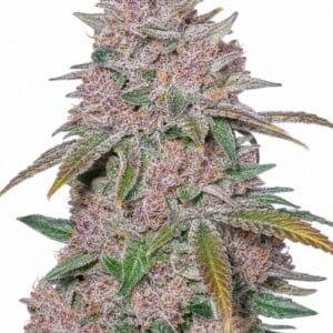 Auto Blackberry by Seed City Bulk Cannabis Seeds plant image