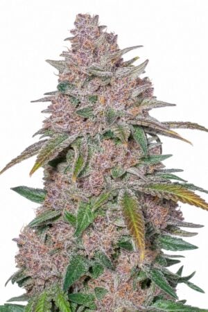 Auto Blackberry