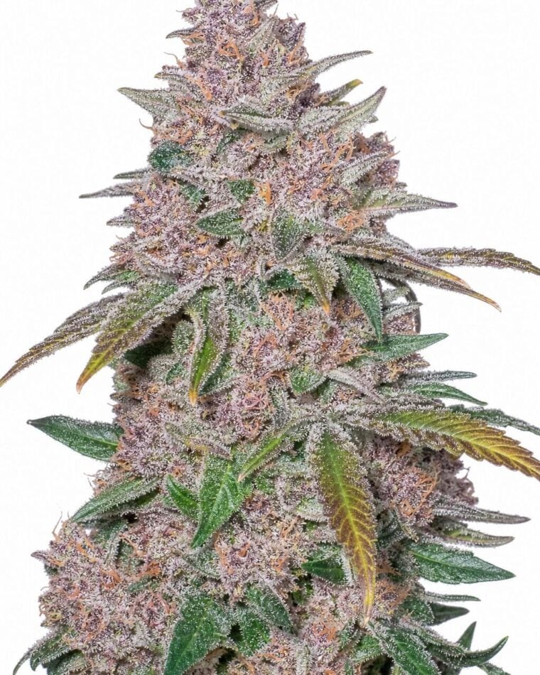 Auto Blackberry by Seed City Bulk Cannabis Seeds plant image