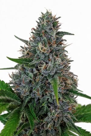 Auto Blue Amnesia