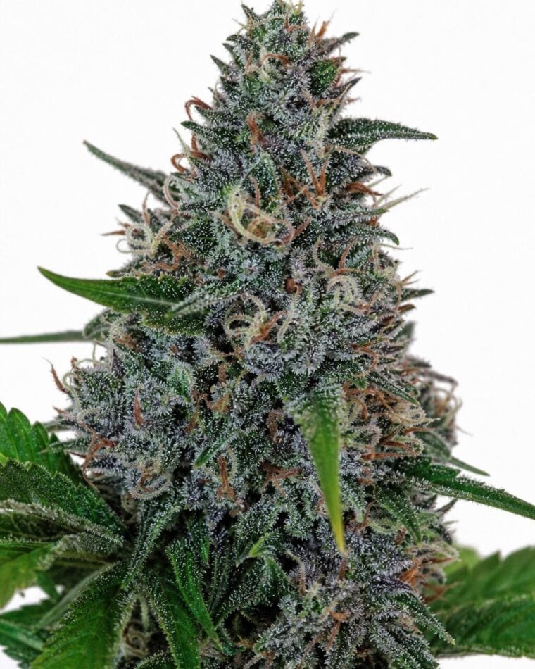 Auto Blue Amnesia by Seed City Bulk Cannabis Seeds plant image