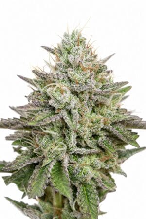 Auto Blue Cush Fast