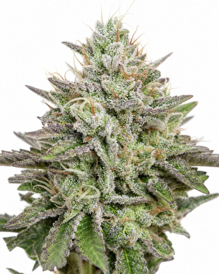 Auto Blue Cush Fast by Seed City Bulk Cannabis Seeds plant image