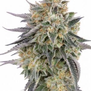 Auto Blue Dream by Seed City Bulk Cannabis Seeds plant image