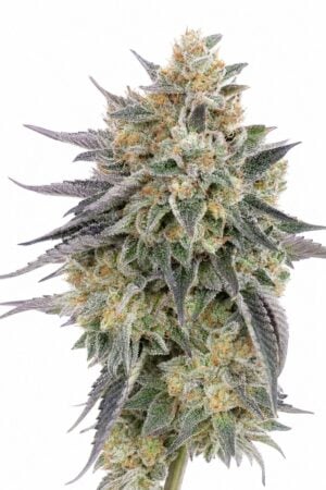Auto Blue Dream