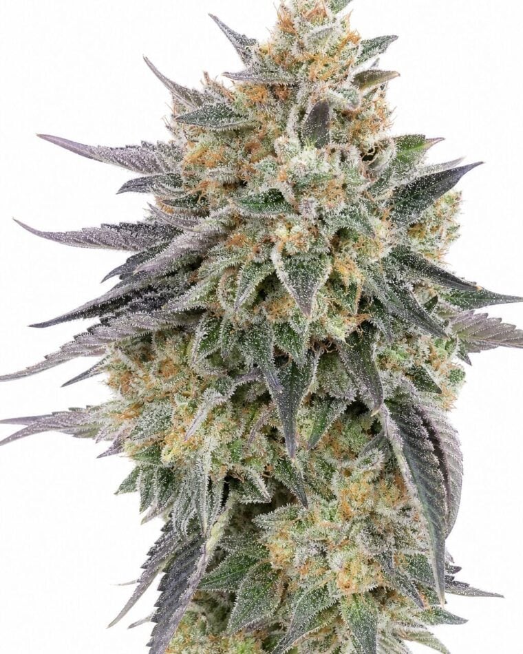 Auto Blue Dream by Seed City Bulk Cannabis Seeds plant image