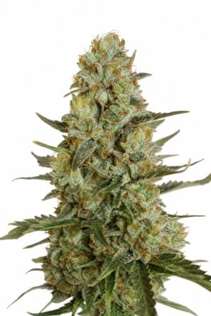 Auto Blueberry