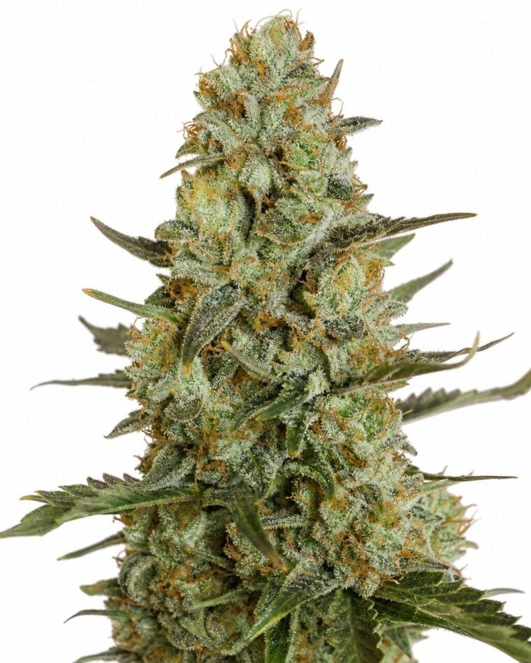 Auto Blueberry by Seed City Bulk Cannabis Seeds plant image