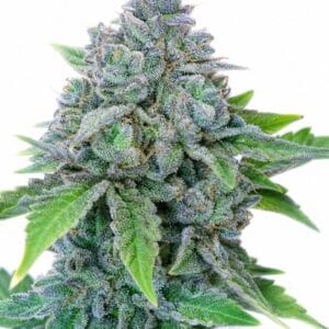 Auto Blueberry x Auto Sweet Tooth by Seed City Bulk Cannabis Seeds plant image