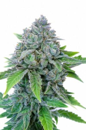 Auto Blueberry x Auto Sweet Tooth