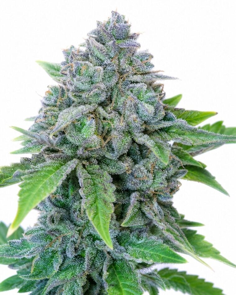 Auto Blueberry x Auto Sweet Tooth by Seed City Bulk Cannabis Seeds plant image
