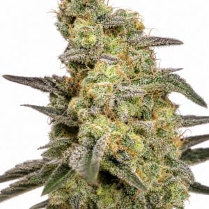 Auto Caramel by Seed City Bulk Cannabis Seeds plant image