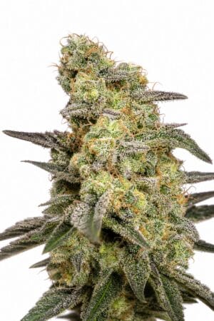 Auto Caramel
