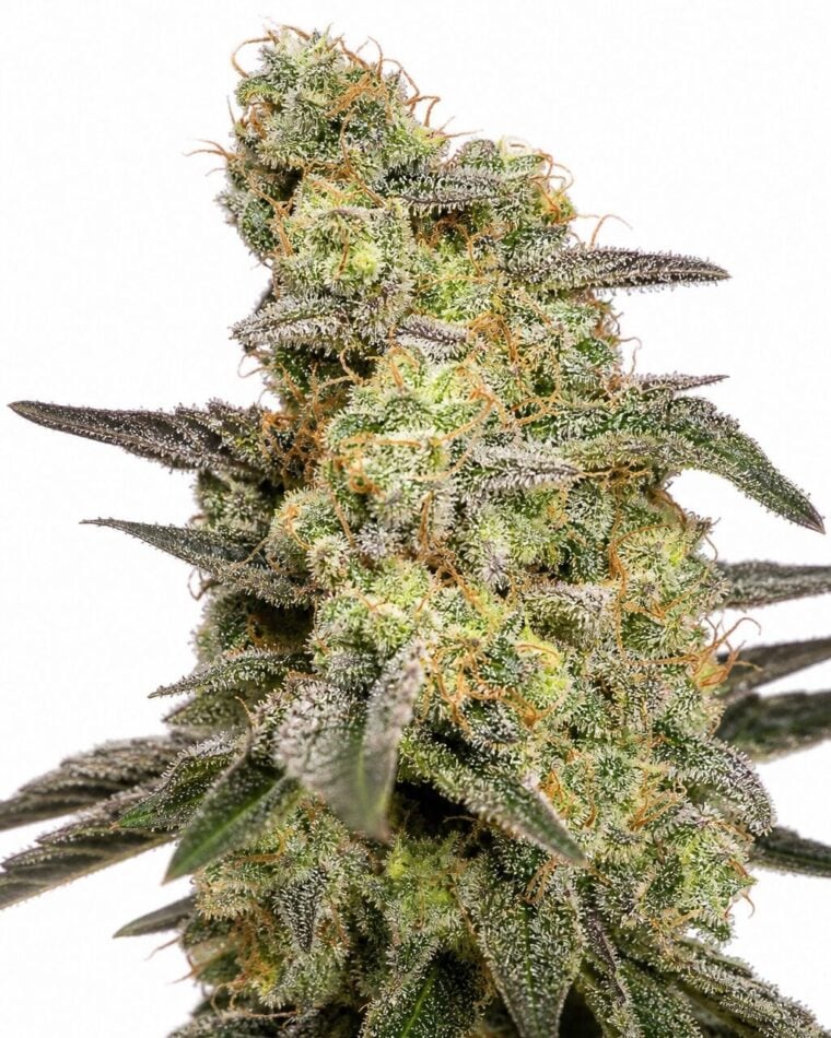 Auto Caramel by Seed City Bulk Cannabis Seeds plant image