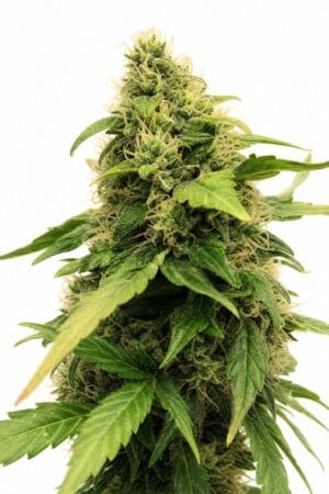 Auto Critical+