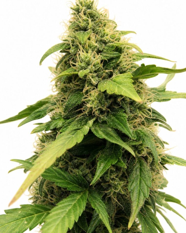 Auto Critical+ by Seed City Bulk Cannabis Seeds plant image