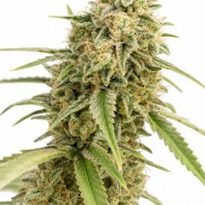 Auto Critical x Auto Cheese by Seed City Bulk Cannabis Seeds plant image