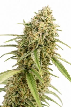 Auto Critical x Auto Cheese