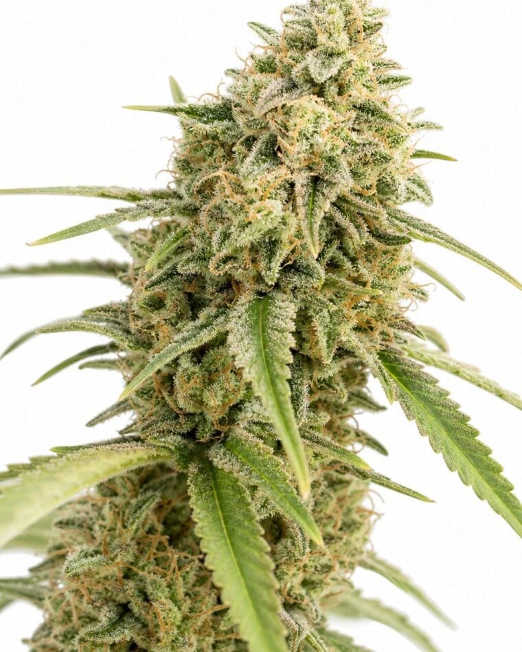 Auto Critical x Auto Cheese by Seed City Bulk Cannabis Seeds plant image