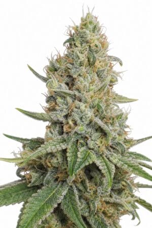 Auto Critical x Auto NL