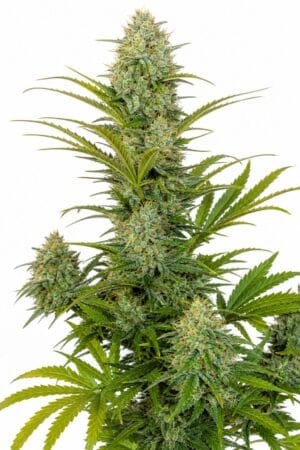 Auto Diesel x Auto Blueberry