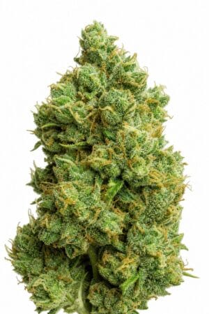 Auto Double Big Bud
