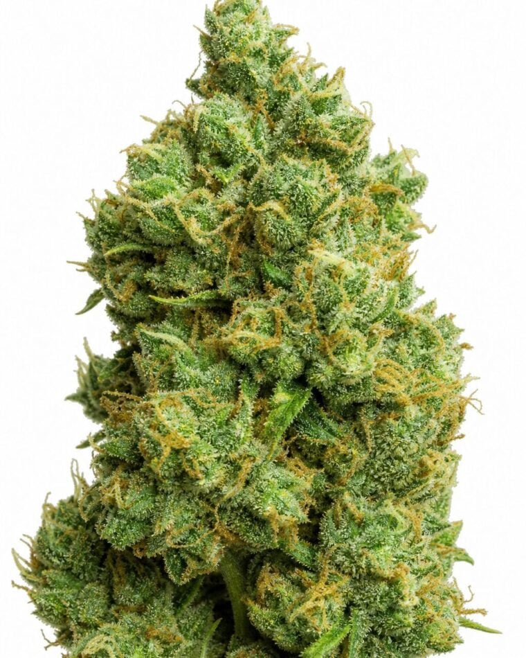 Auto Double Big Bud by Seed City Bulk Cannabis Seeds plant image