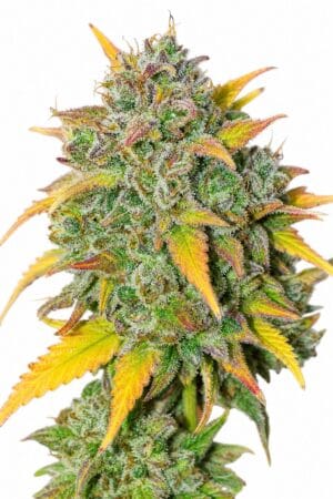 Auto Gelato