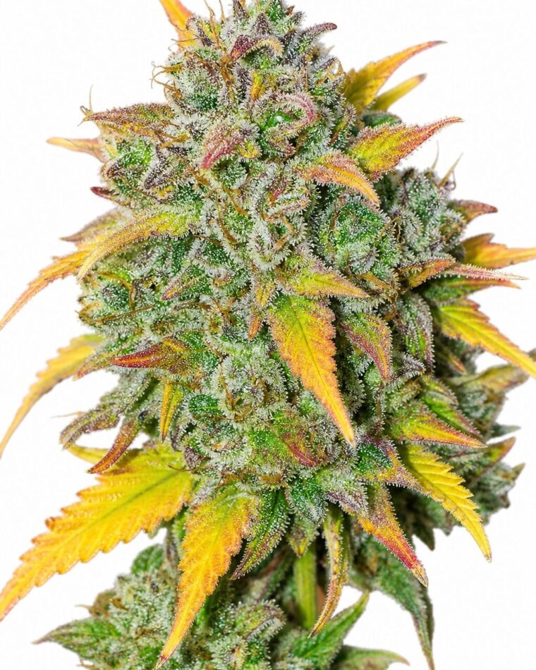 Auto Gelato by Seed City Bulk Cannabis Seeds plant image