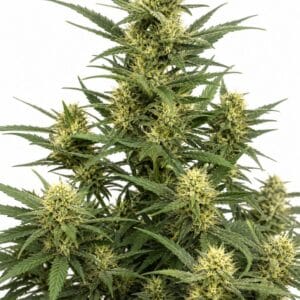 Auto Girl Scout Cookies by Seed City Bulk Cannabis Seeds plant image