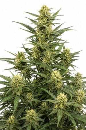 Auto Girl Scout Cookies