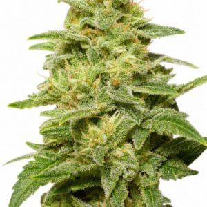 Auto Jack by Seed City Bulk Cannabis Seeds plant image