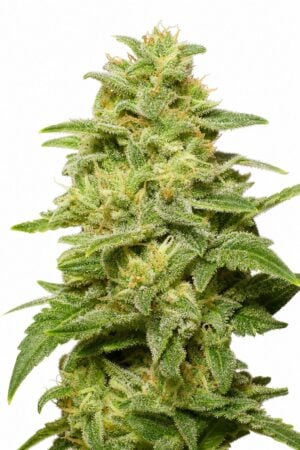 Auto Jack