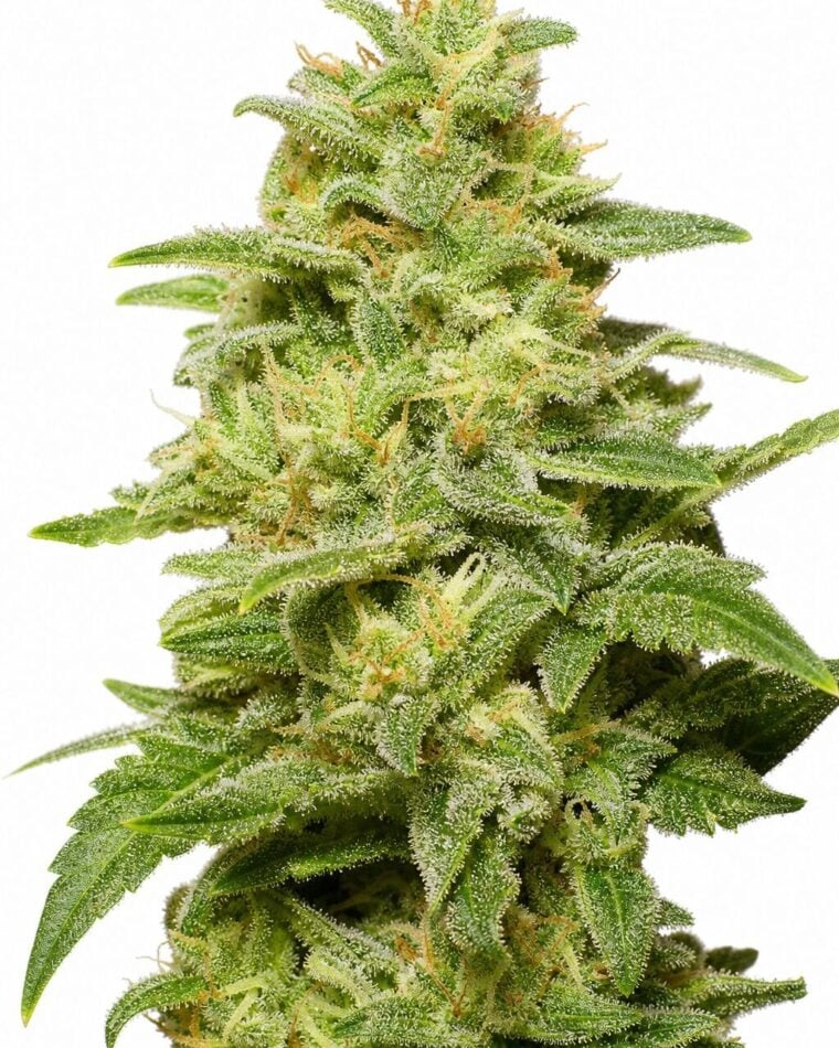 Auto Jack by Seed City Bulk Cannabis Seeds plant image