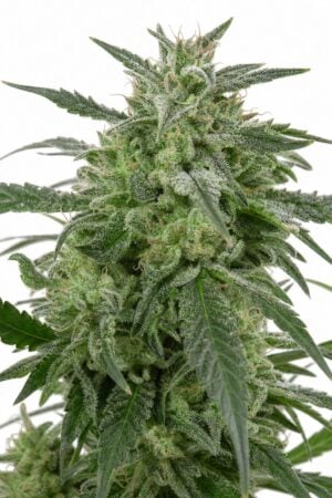 Auto Jack x Auto Critical