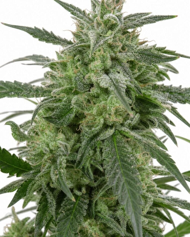 Auto Jack x Auto Critical by Seed City Bulk Cannabis Seeds plant image