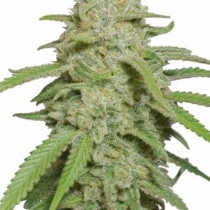 Auto Kush XL by Seed City Bulk Cannabis Seeds plant image