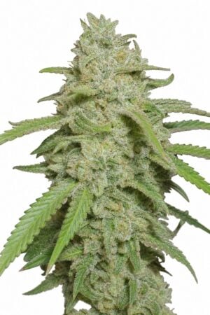 Auto Kush XL